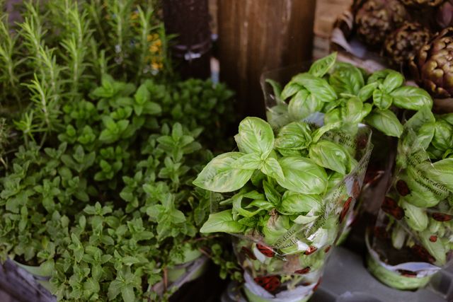 arbres-arbustes-plantes-aromatiques arbres-arbustes-plantes-aromatiques