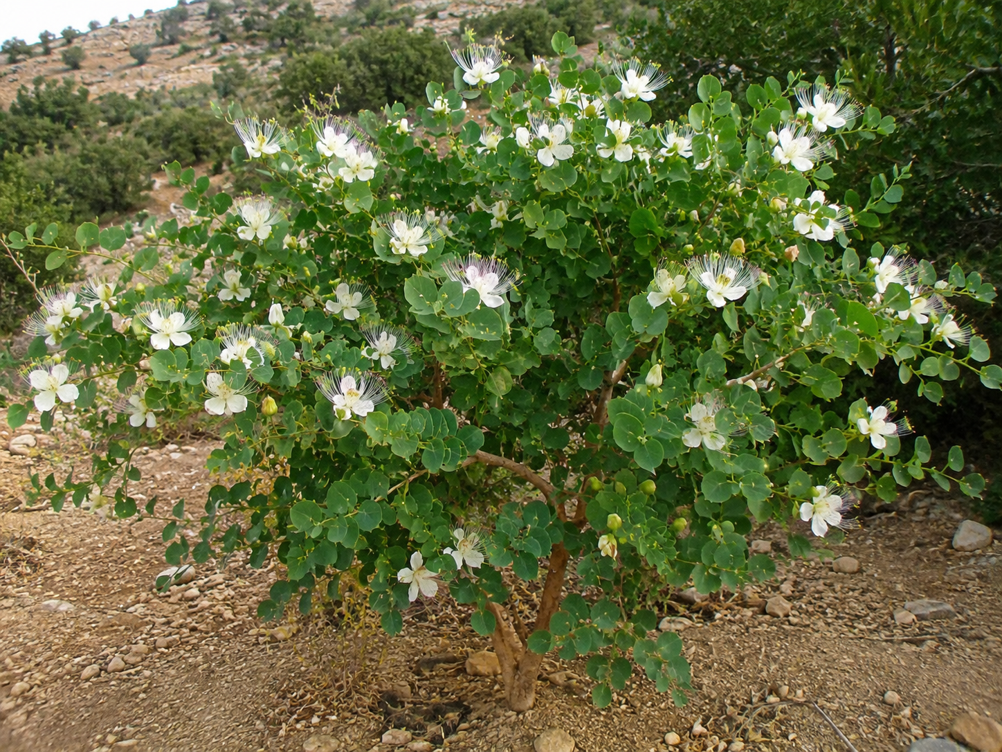 arbres-arbustes-plantes-caprier arbres-arbustes-plantes-caprier
