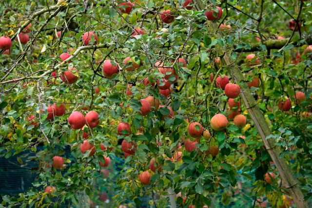 arbres-arbustes-plantes-fruitier arbres-arbustes-plantes-fruitier