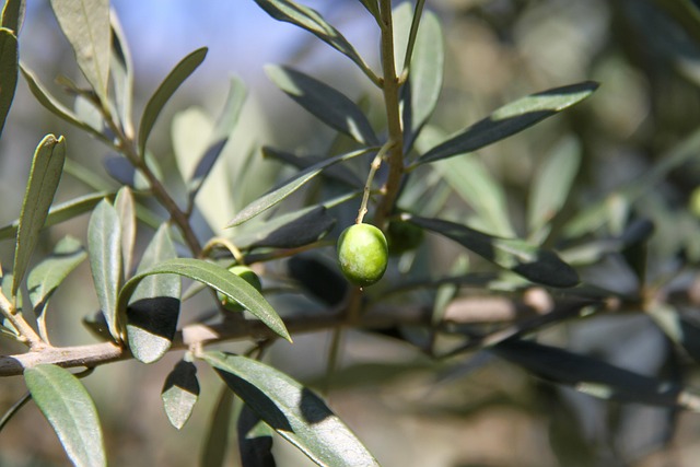 arbres-arbustes-plantes-oliviers arbres-arbustes-plantes-oliviers