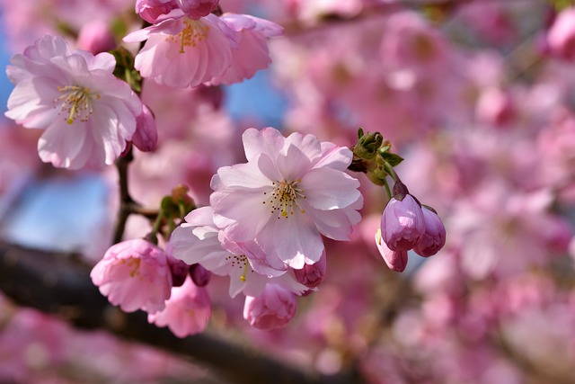arbres-arbustes-plantes-ornementals arbres-arbustes-plantes-ornementals