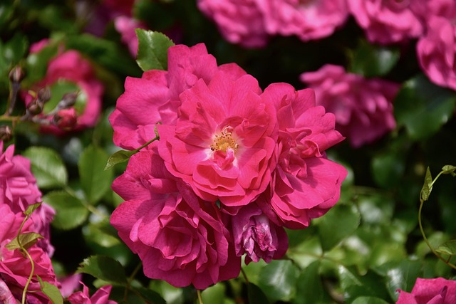 arbres-arbustes-plantes-rosiers arbres-arbustes-plantes-rosiers