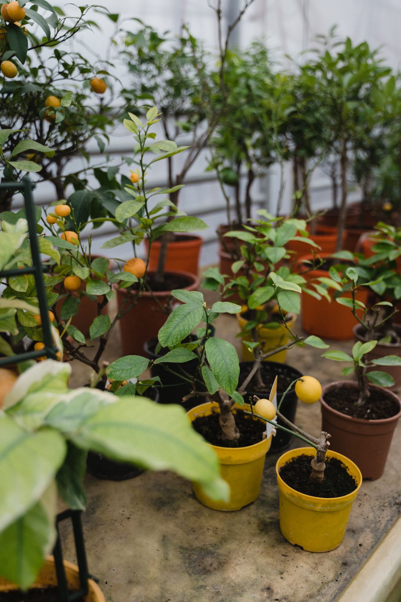 arbres-fruitiers-pepiniere-ramitos