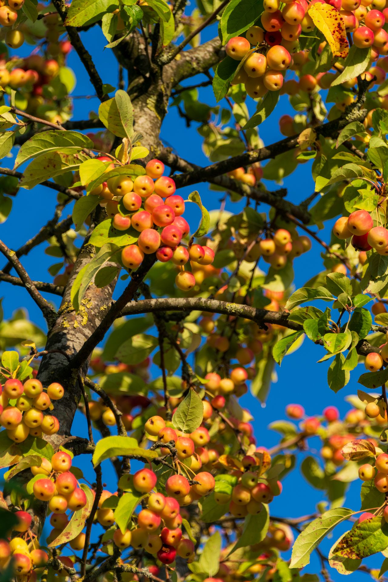 arbres-fruitiers-ramitos-pepiniere
