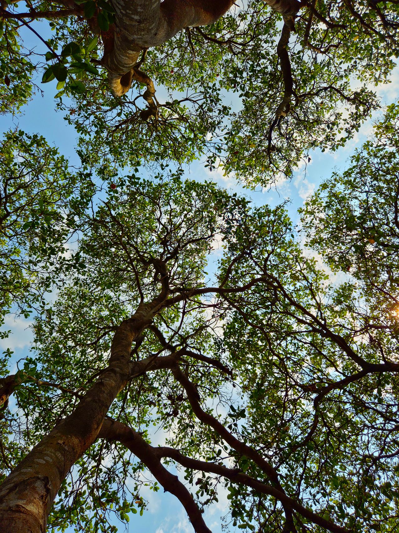arbres-melliferes-pepiniere-ramitos