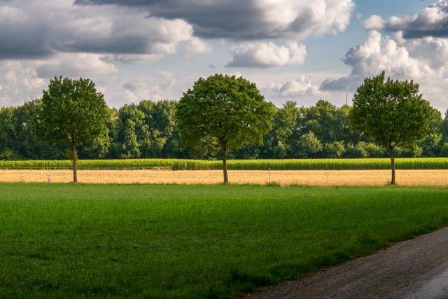Quels types d&rsquo;arbres cultiver avec peu d&rsquo;eau en Algérie ?