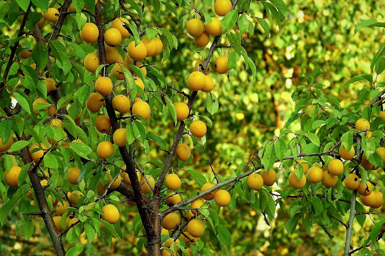 fruitiers-pepiniere-ramitos
