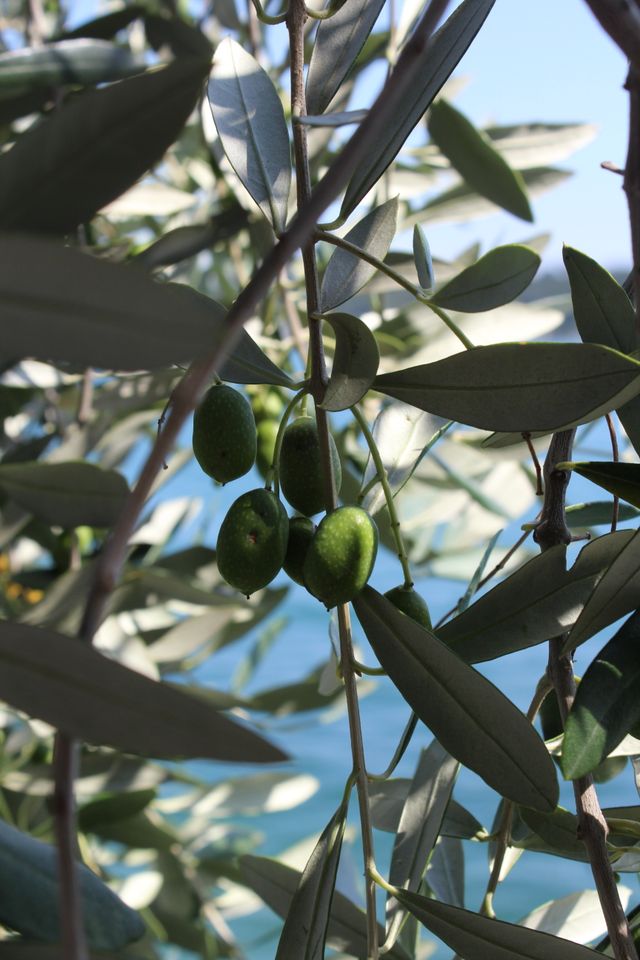 oliviers-pepniere-ramitos