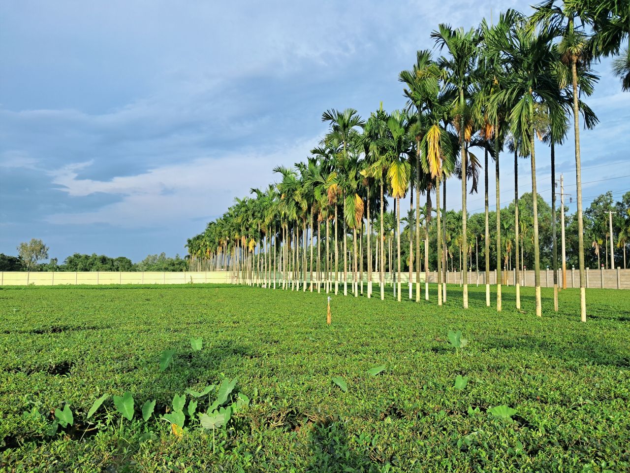 pepiniere-ramitos-conseils-plantation