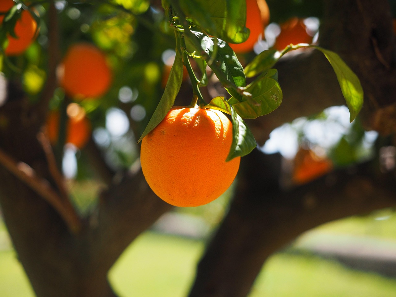 pepiniere-ramitos-fruitiers