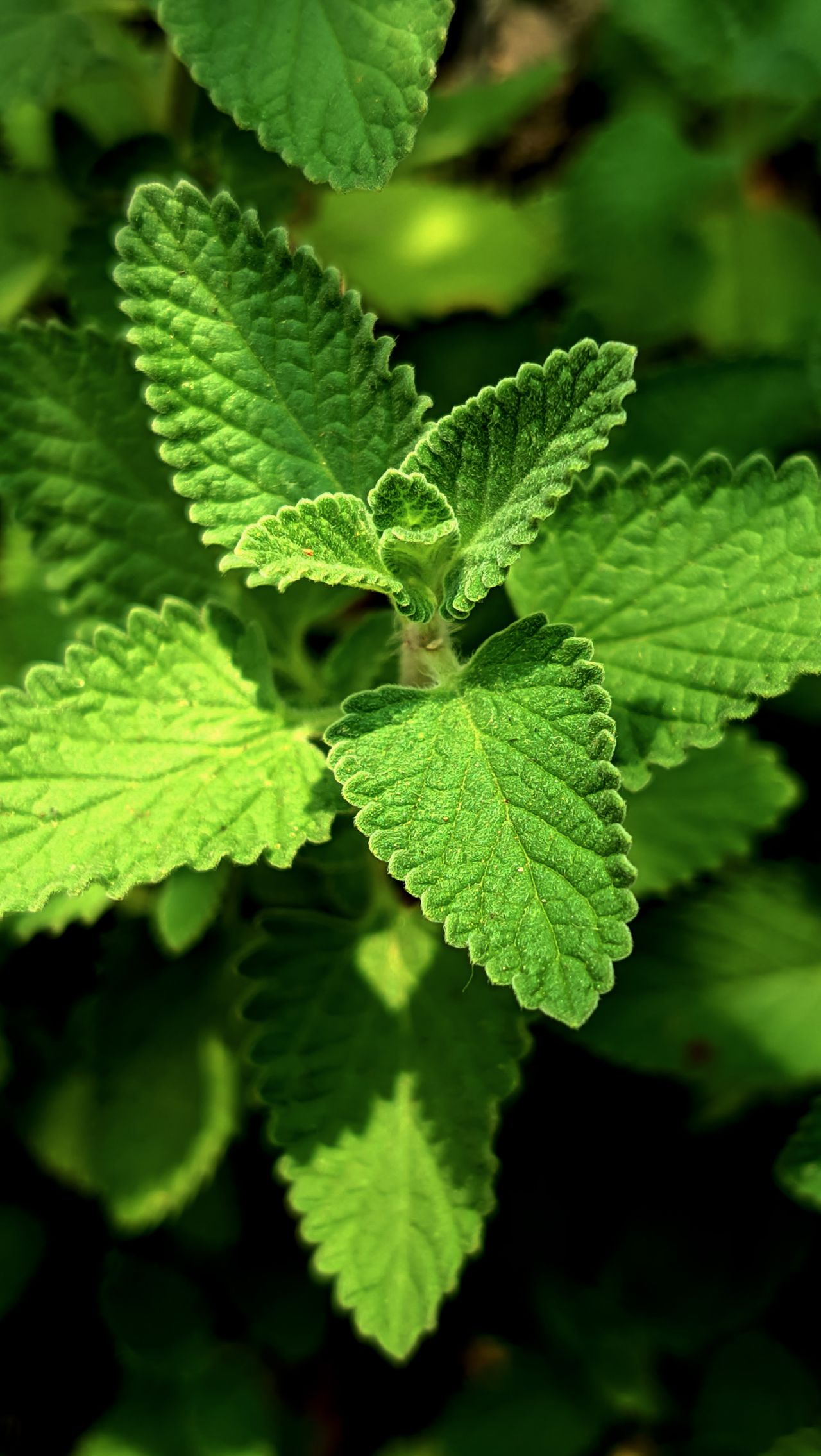 pepiniere-ramitos-plante-medicinale