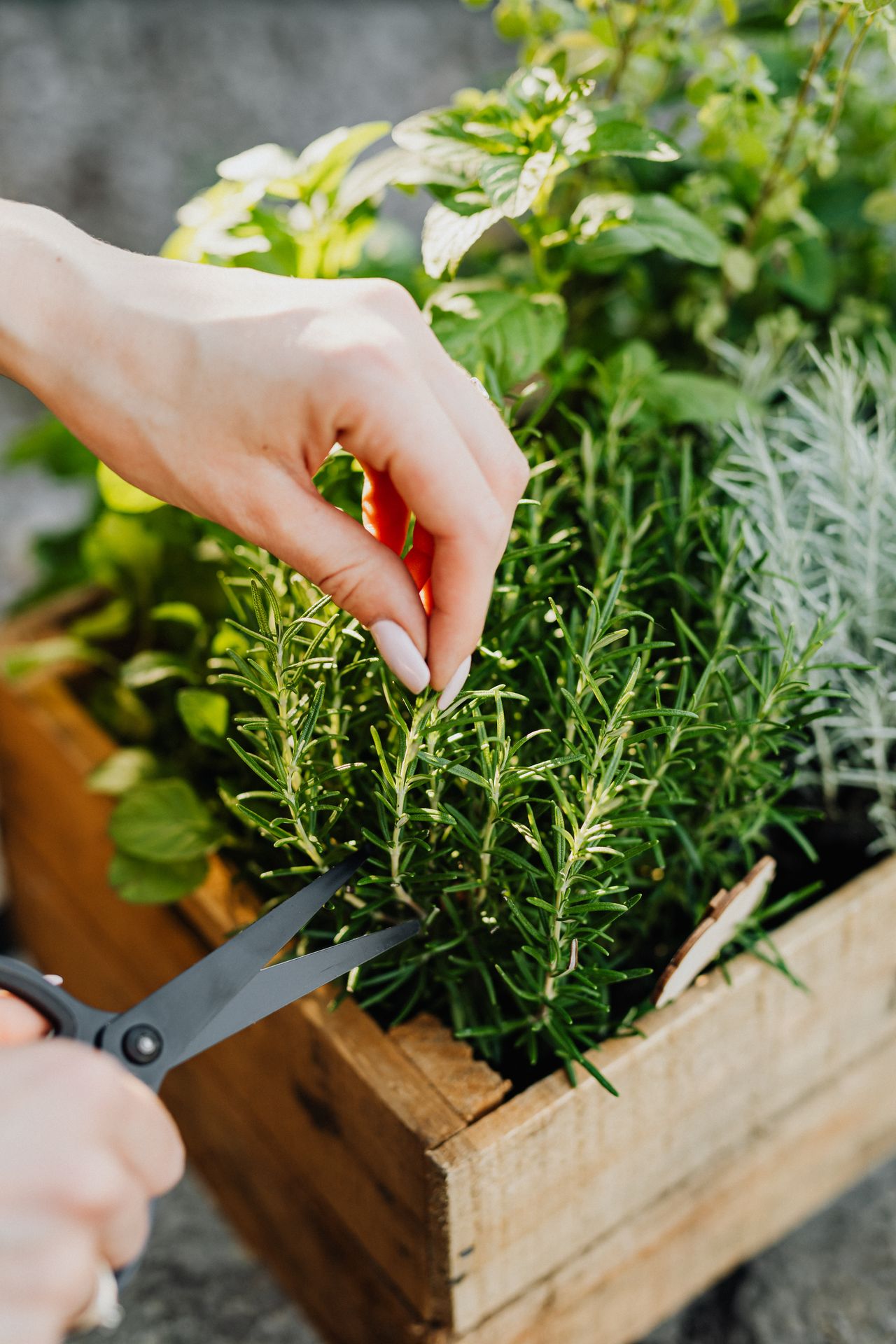 pepiniere-ramitos-plantes-aromatiques
