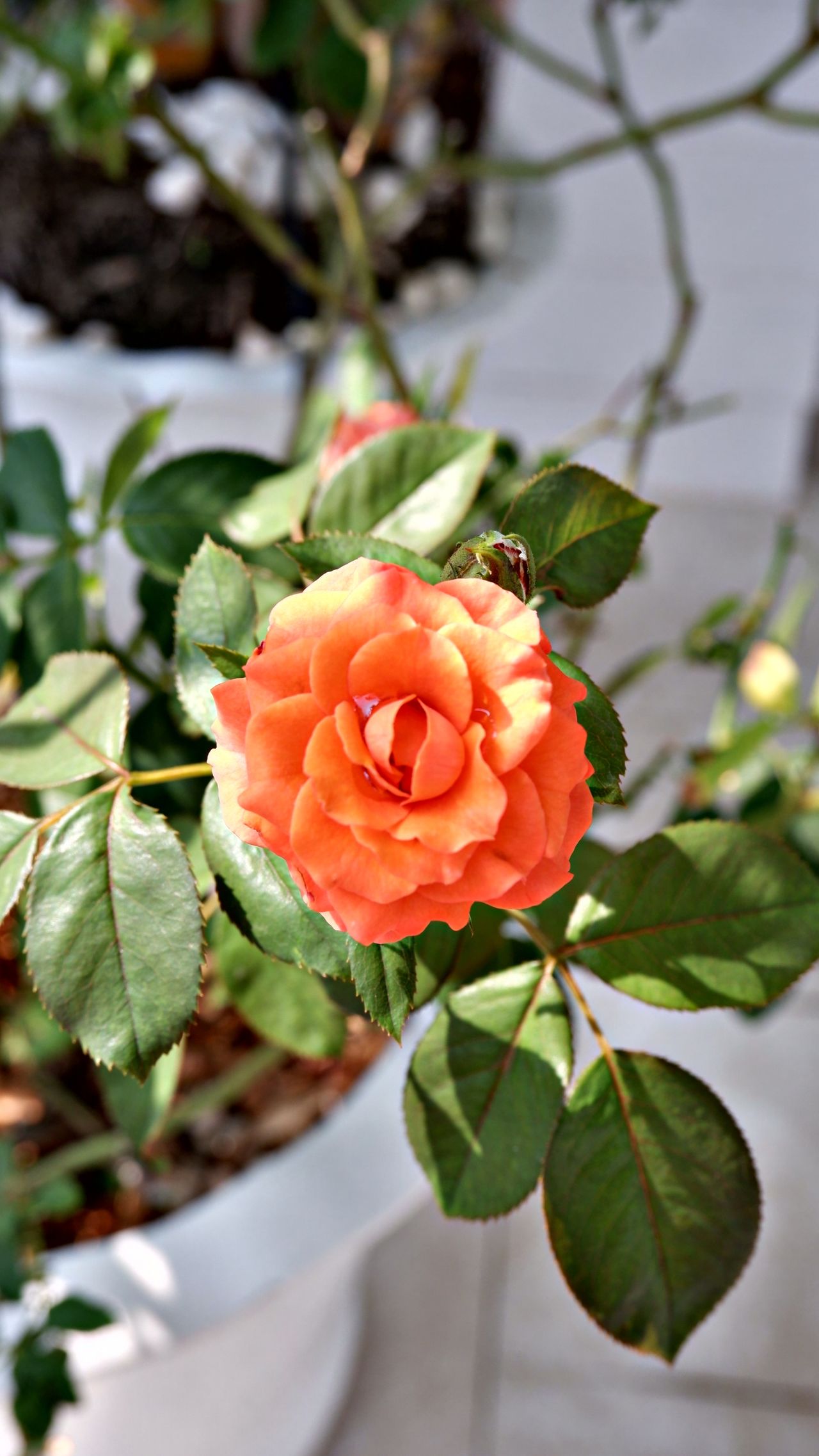 pepiniere-ramitos-rosier