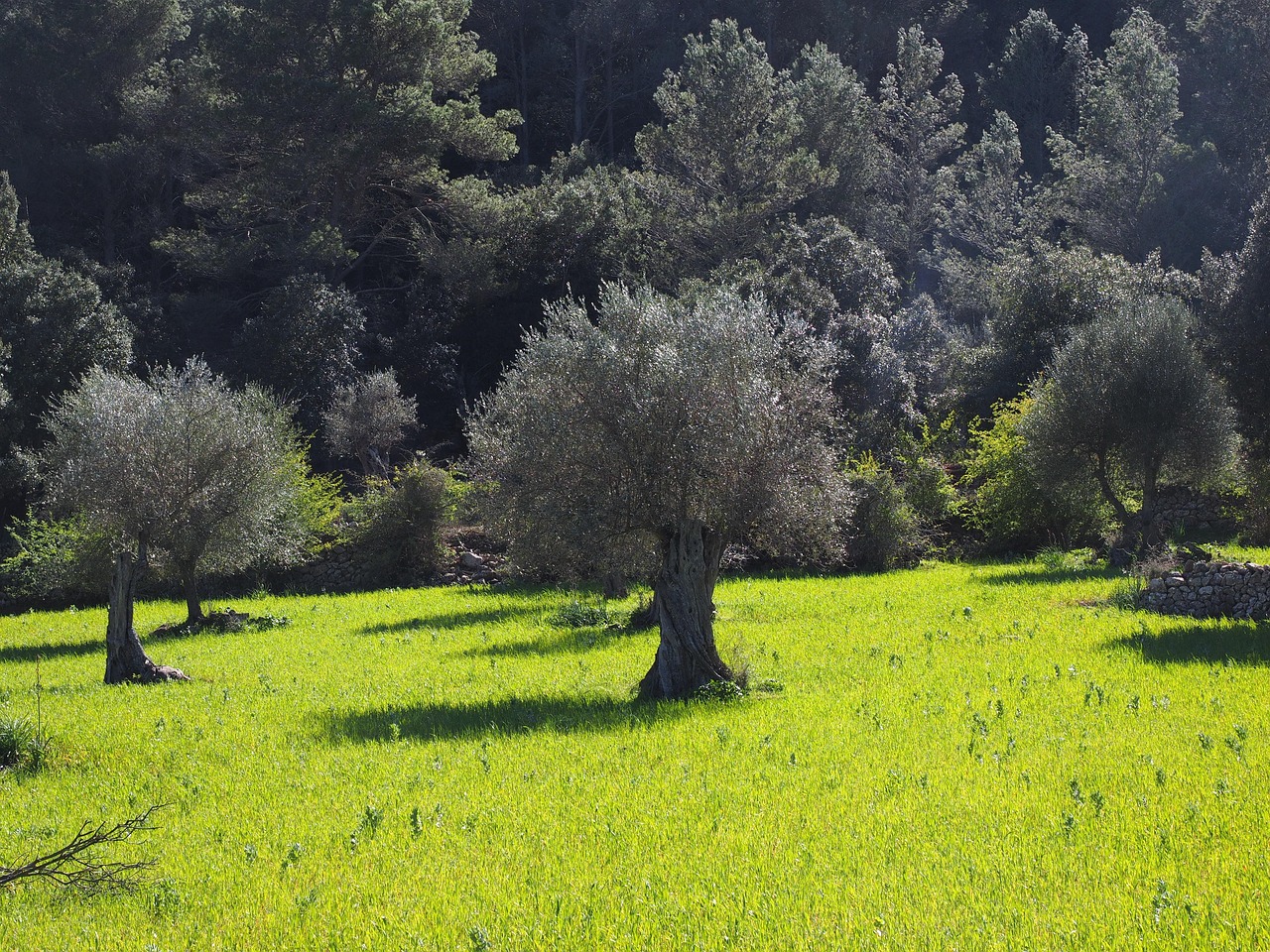 plantation-arbre-pepiniere-ramitos