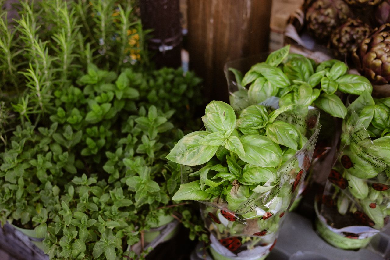 plante-aromatique-pepiniere-ramitos