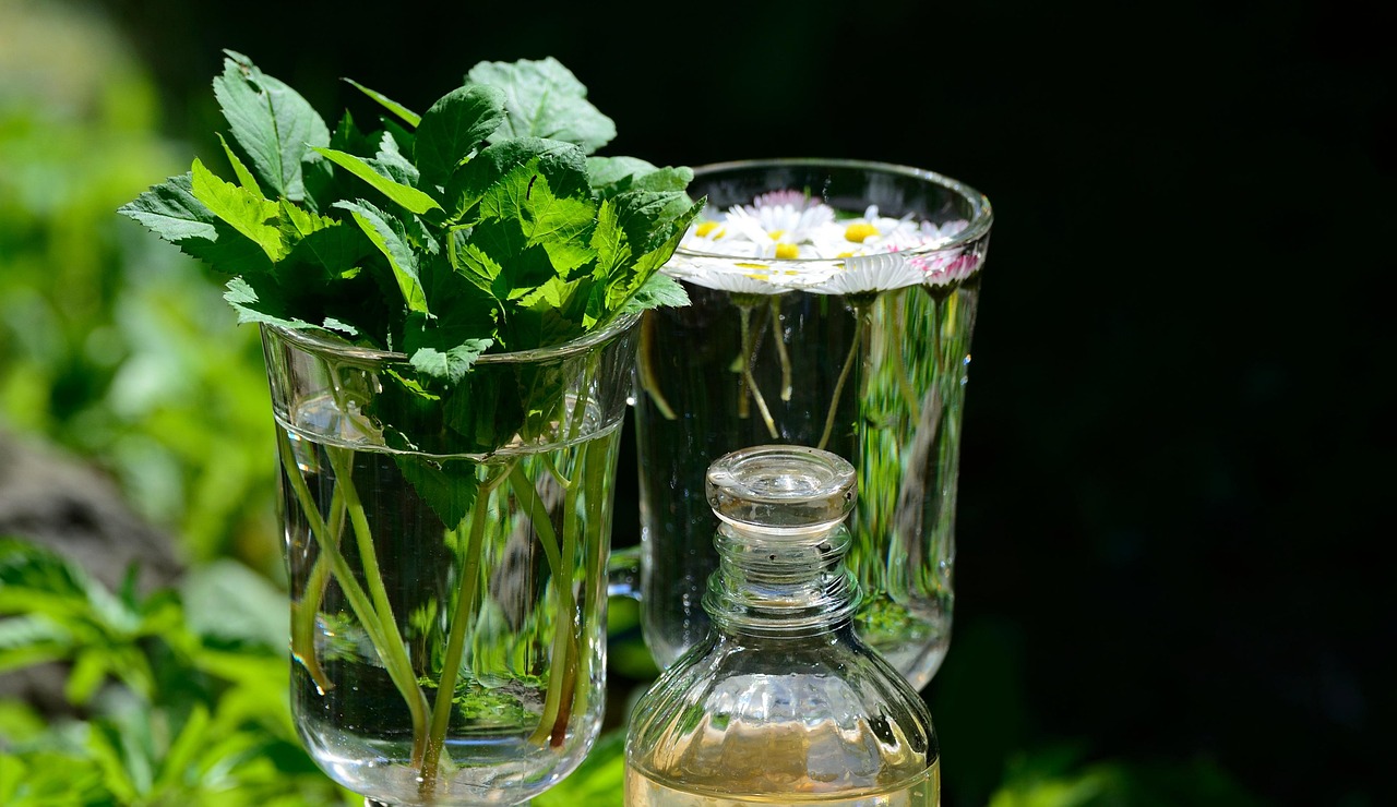 plante-medicinale-ramitos-pepiniere