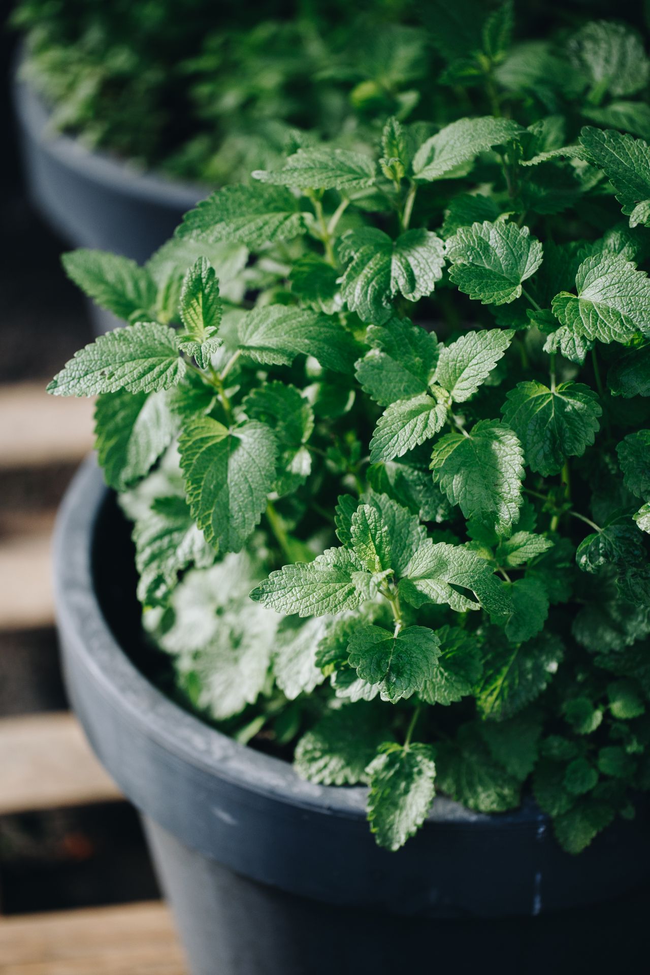 plantes-aromatiques-pepiniere-ramitos