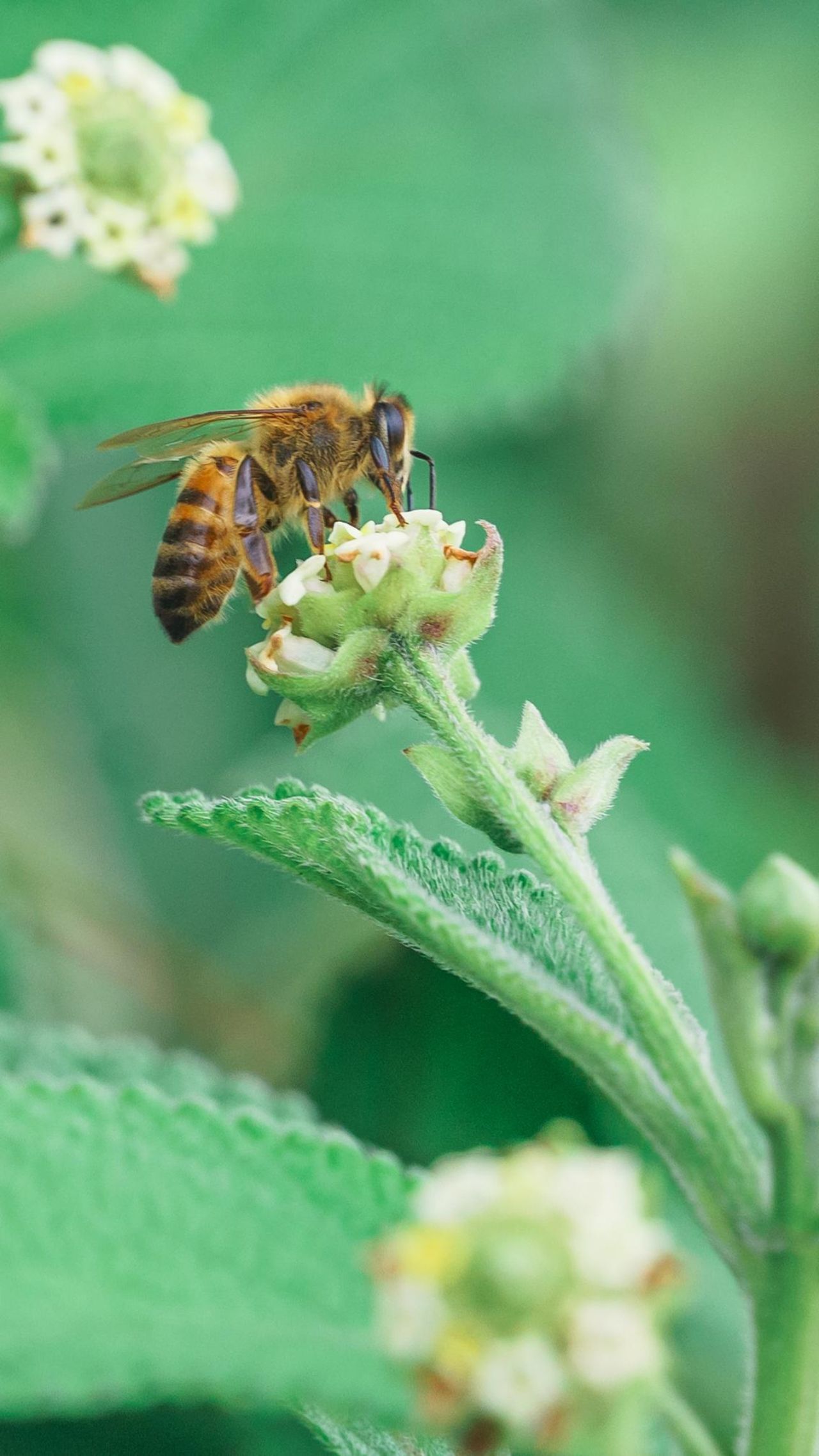 plantes-melliferes-pepiniere-ramitos