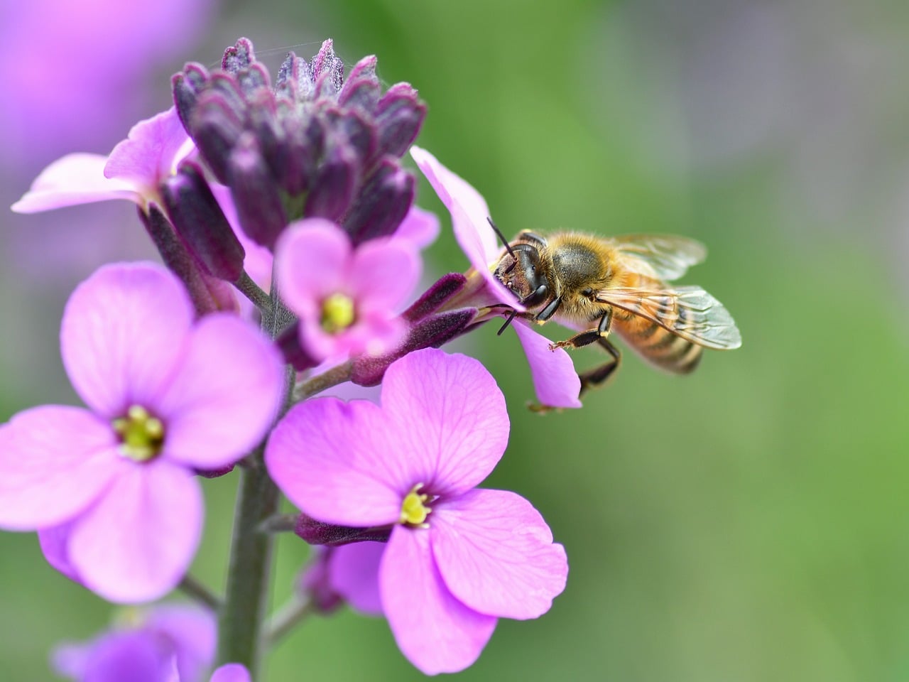 plantes-pepiniere-ramitos-mellifere