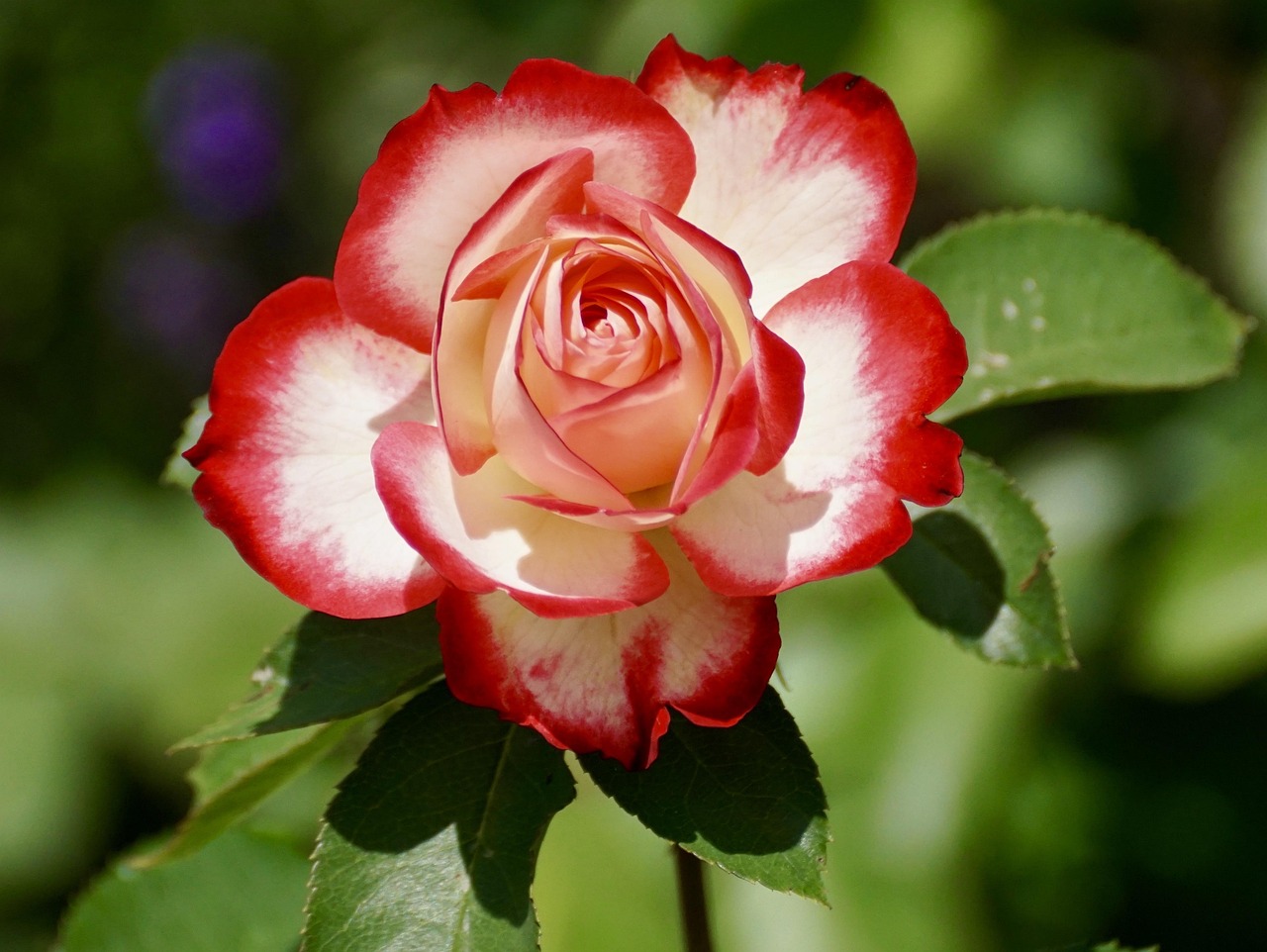 rosiers-pepiniere-ramitos