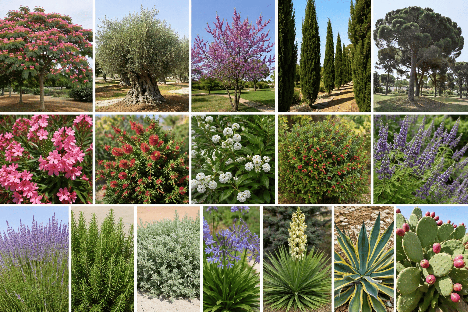 varietes-plantes-ornementales-pepiniere-ramitos