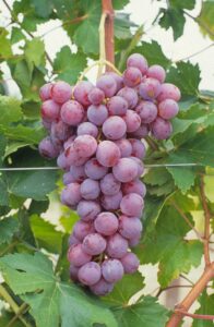 RedGlobe_raisin-de-table-pepiniere-ramitos-vente-en-ligne-prix-livraison.jpg