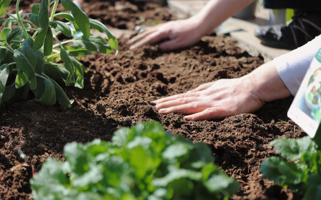 Comment réussir la plantation d&rsquo;un arbre en Algérie ?