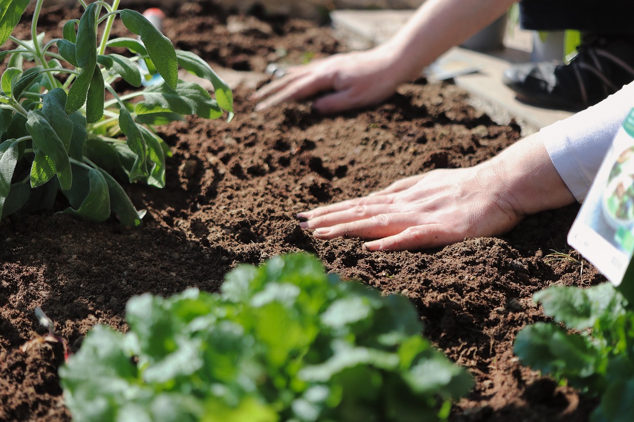 algerie-plantation-pepiniere-ramitos