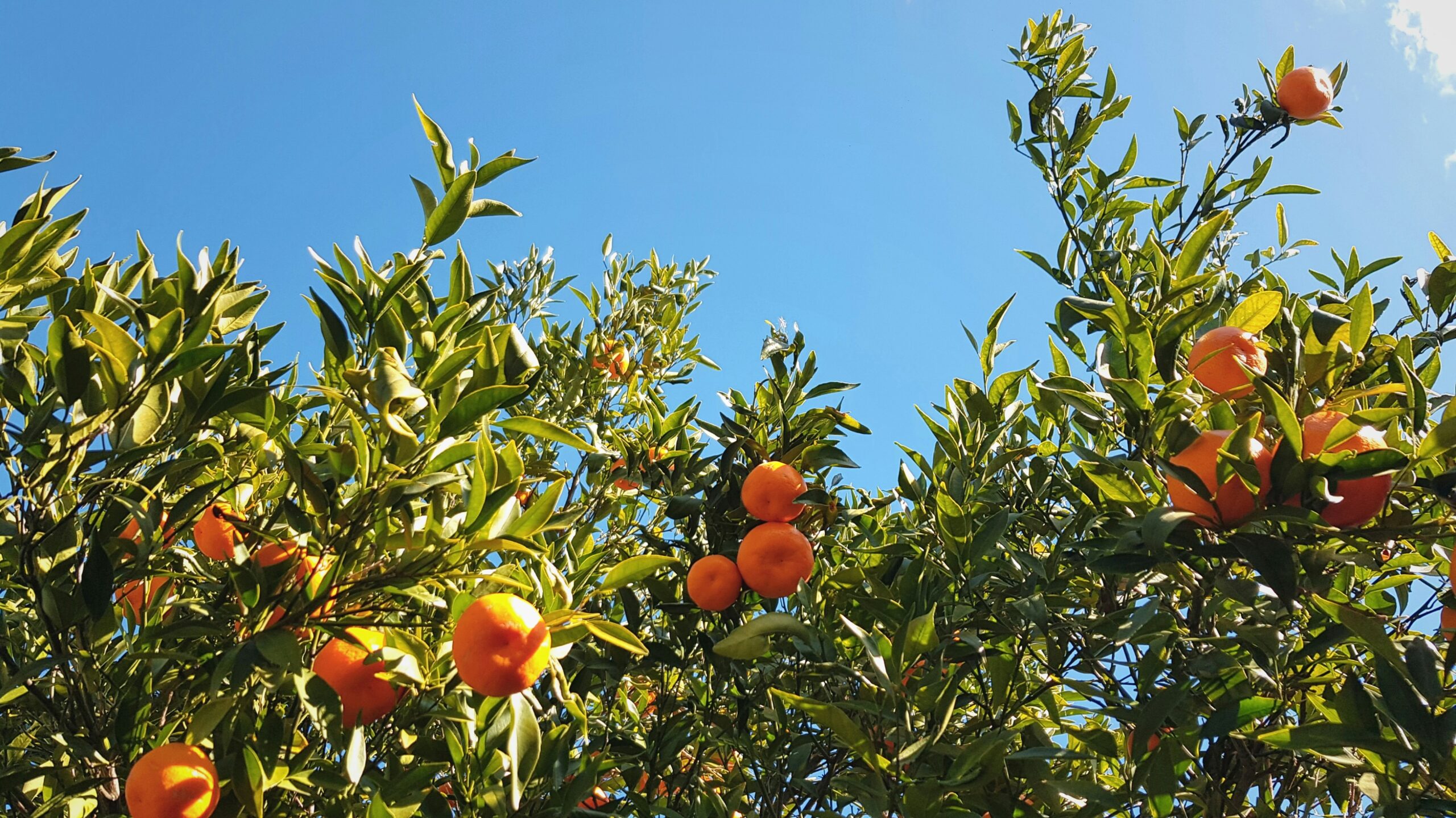 pepiniere-ramitos-blog-arboriculture-viticulture.jpg
