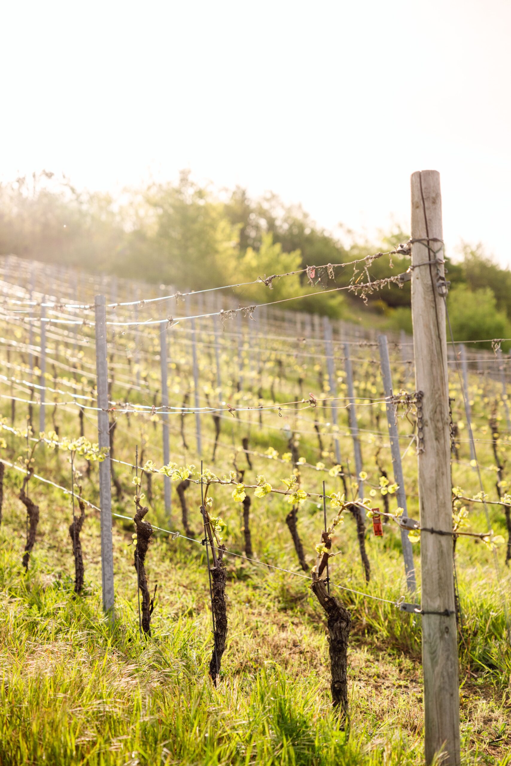 pépiniére-ramitos-vignoble-sous-pergola-vente-en-ligne-prix-livraison pépiniére-ramitos-vignoble-sous-pergola-vente-en-ligne-prix-livraison.jpg