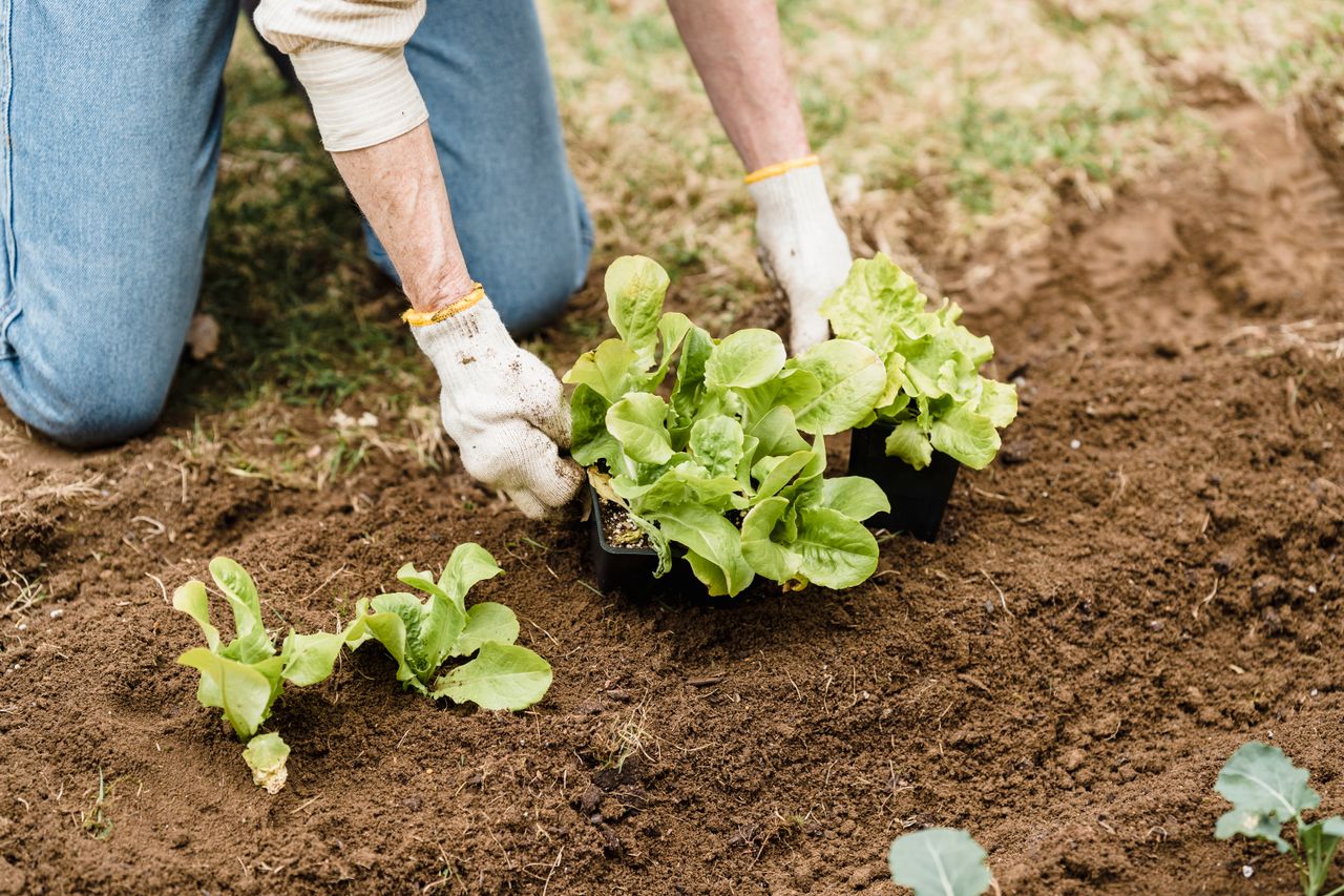 travaux-de-sol-service-pepiniere-ramitos